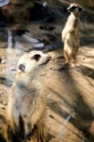 jovem meerkat dentro jardim zoológico foto