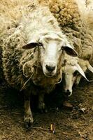 ovelhas em Fazenda foto