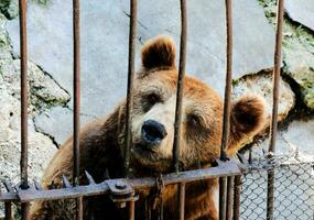 trancado Urso dentro a jardim zoológico foto