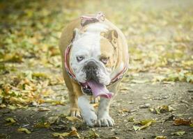 retrato do Inglês buldogue foto