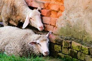 ovelhas em a Fazenda foto