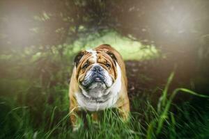 Inglês buldogue ao ar livre foto