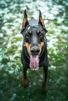 doberman jogando ao ar livre foto