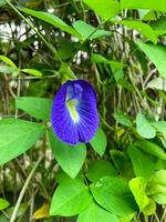 uma roxa flor é em uma videira foto