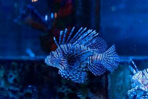 peixe dentro a oceano. uma rebanho do peixe dentro a mar, aquário. aquário colorida peixe dentro Sombrio azul água. foto do tropical peixe em uma coral recife.