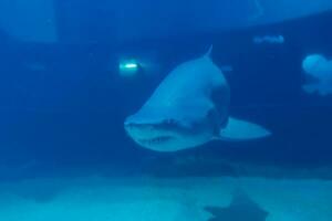 ótimo branco Tubarão fechar acima tomada. a Tubarão natação dentro ampla aquário. Tubarão peixe, touro Tubarão, marinho peixe embaixo da agua. foto