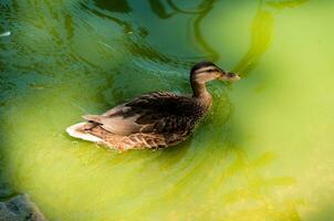 doméstico Pato ao ar livre foto