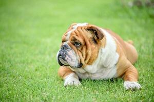 retrato do Inglês buldogue foto