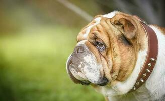 Inglês buldogue ao ar livre foto