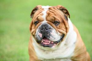 retrato do Inglês buldogue foto