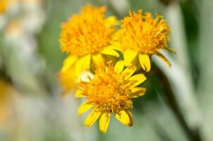 fechar acima para amarelo flor foto