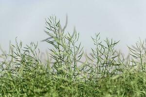 verde verde colza vagens dentro cultivado agrícola campo. foto