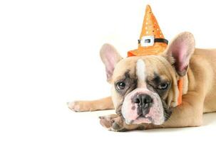 retrato do fofa francês buldogue com chapéu dia das Bruxas deitado foto