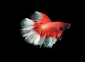 lindo vermelho com branco siamês brigando peixe, betta splendens foto