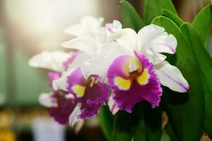 lindo híbrido cattleya flor orquídea foto