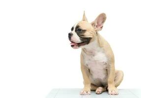 fofa francês buldogue sentado em mesa isolado foto