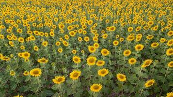 lindo girassol campo em verão foto