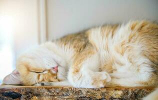fofa escocês britânico gato dormir em madeira foto