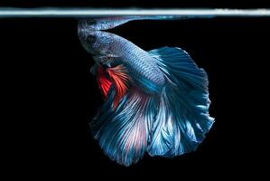 azul siamês brigando peixe, betta splendens isolado em Preto fundo foto