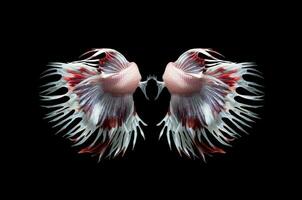 costas lado do branco e vermelho coroa caudas brigando peixes foto