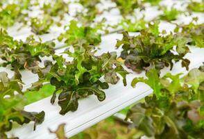 vermelho carvalho alface salada vegetal dentro hidropônico Fazenda. foto