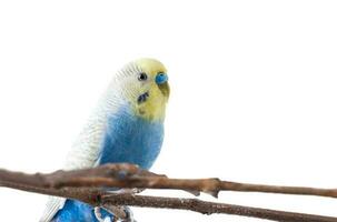 azul periquito australiano pássaro melopsittacus undulatus foto