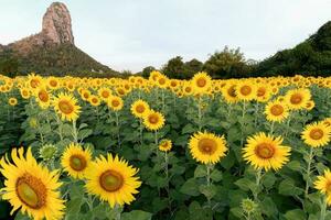 lindo girassol Campos com montanha fundo foto