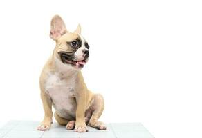 fofa francês buldogue sentado em mesa isolado foto