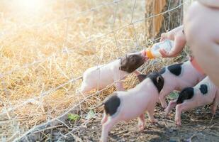 agricultor alimentando leite para bebê porco dentro Fazenda foto