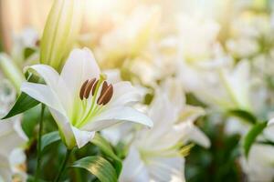 fechar acima branco lilly florescendo dentro a jardim. foto