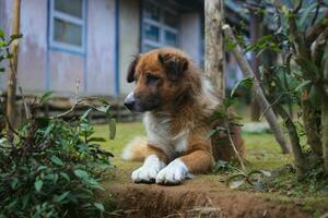 cachorro dentro a quintal foto