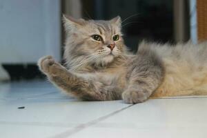 cinzento gato com verde olhos é relaxante com uma esquisito posição em a chão. foto