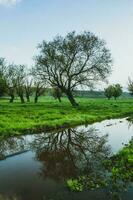 solitário árvore dentro a arroz campo com reflexão dentro água. grande árvore dentro uma verde campo às pôr do sol. lindo Primavera panorama. foto