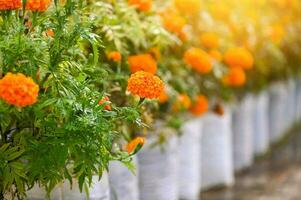 calêndula flor Flor em a jardim, flor amarelo e laranja calêndula flores para decorar jardim foto