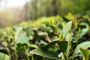 uma campo com crescendo verde chá, a mais setentrional chá plantação dentro a mundo. sochi Rússia foto