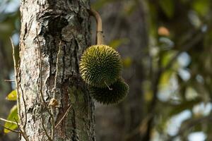 pequeno durian frutas em árvore ramo foto