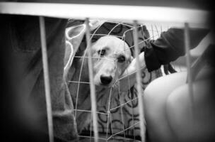 olhar do uma triste cachorro trancado dentro uma transporte jaula. foto