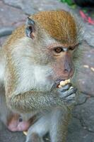 masculino macaque comendo uma amendoim foto