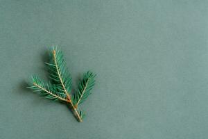 pequeno fresco ramo do viver abeto em uma verde fundo. verde conceito. cópia de espaço foto
