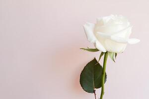 lindo branco rosa em Rosa fundo com cópia de espaço. ai gerado foto