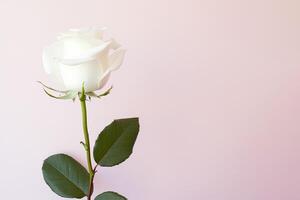 lindo branco rosa em Rosa fundo com cópia de espaço. ai gerado foto