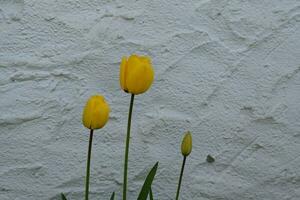 tulipa florescendo amarela foto
