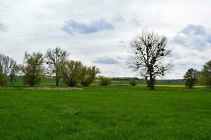 Primavera verde e negrito árvores foto