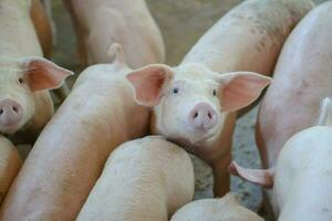 grupo de porcos que parece saudável na fazenda local de porcos asiáticos no gado. o conceito de criação padronizada e limpa, sem doenças ou condições locais que afetem o crescimento ou a fecundidade dos porcos foto