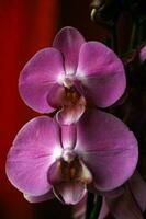 roxa lindo orquídea flor florescendo fechar acima fundo botânico Alto qualidade grande Tamanho instante impressões foto