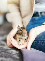 jovem menina jogando com pequeno animal degu esquilo. foto