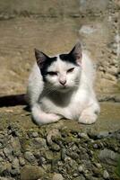 retrato tiro do lindo branco gato deitado baixa em a terra foto