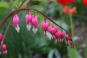 dicentra fio este tem Rosa padronizar cor em isto foto