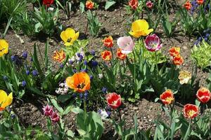 uma multidão do tulipas do diferente cores este pode estar encontrado dentro uma local jardim. a cenário é ocupado em uma Claro dia foto