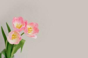 Rosa Primavera tulipas fechar-se em uma bege cinzento fundo com cópia de espaço. aniversário cartão, marcha 8, mãe dia e dia dos namorados dia foto